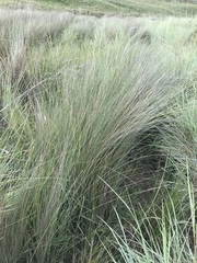 Miscanthus junceus