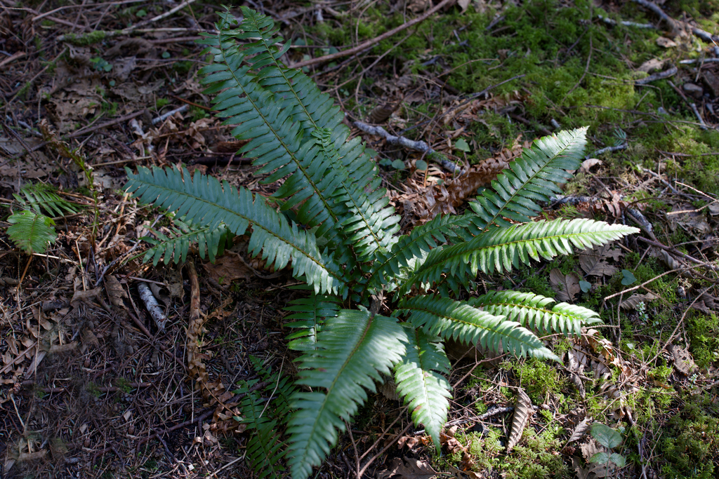 western sword fern from Lincoln County, OR, USA on February 06, 2026 at ...