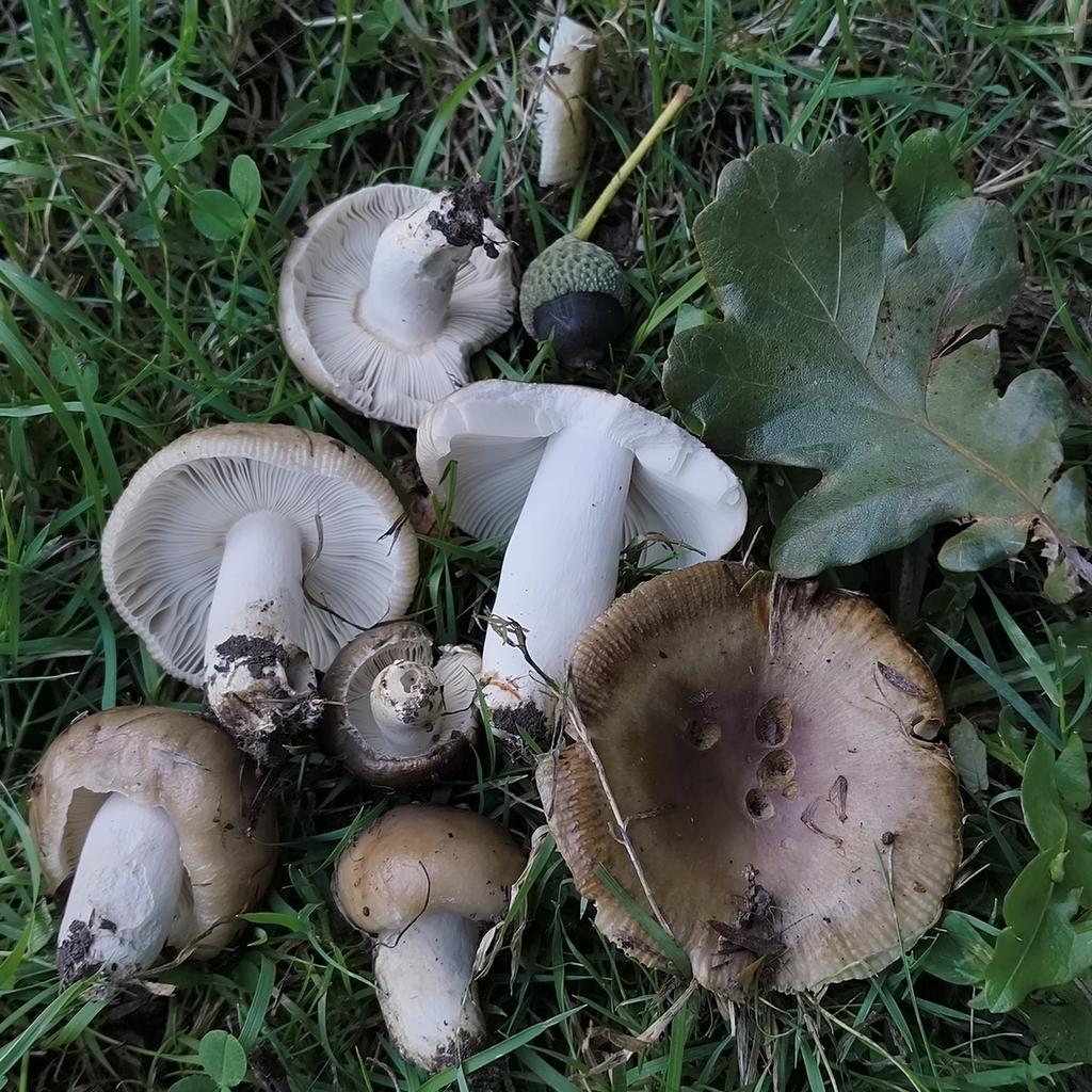 Russula amoenolens · February 2026 · photo: © zedt (iNaturalist, cc-by)
