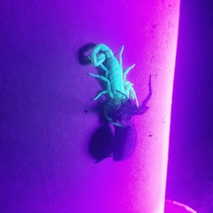 Centruroides sculpturatus