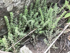 Crassula lanceolata transvaalensis
