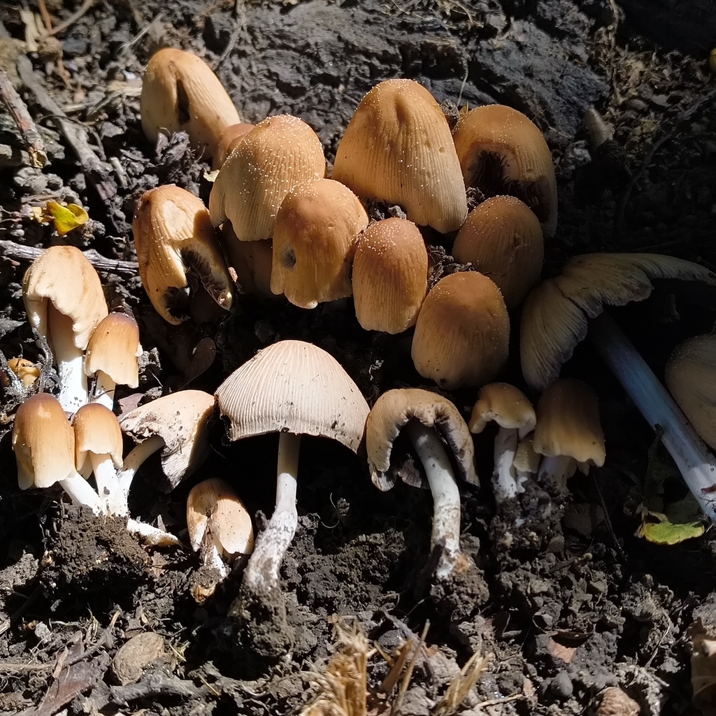 Coprinellus maluri-cyanei · February 2026 · photo: © zedt (iNaturalist, cc-by)