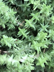 Crassula lanceolata transvaalensis