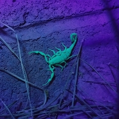 Centruroides sculpturatus