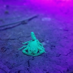 Centruroides sculpturatus