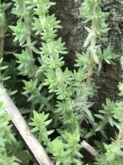 Crassula lanceolata transvaalensis
