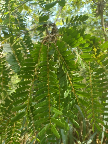 Senna multijuga, photograph 2