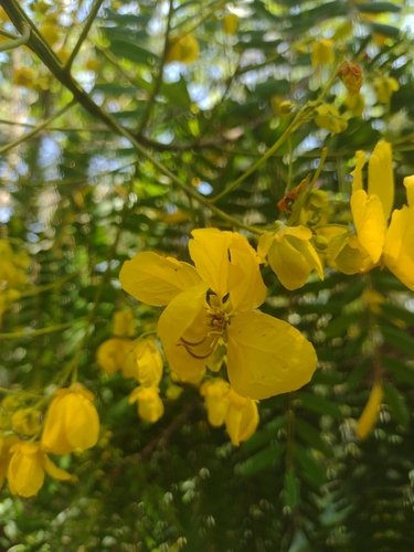 Senna multijuga, photograph 3