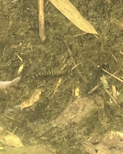Ayumodoki (Parabotia curtus) — Botiidae