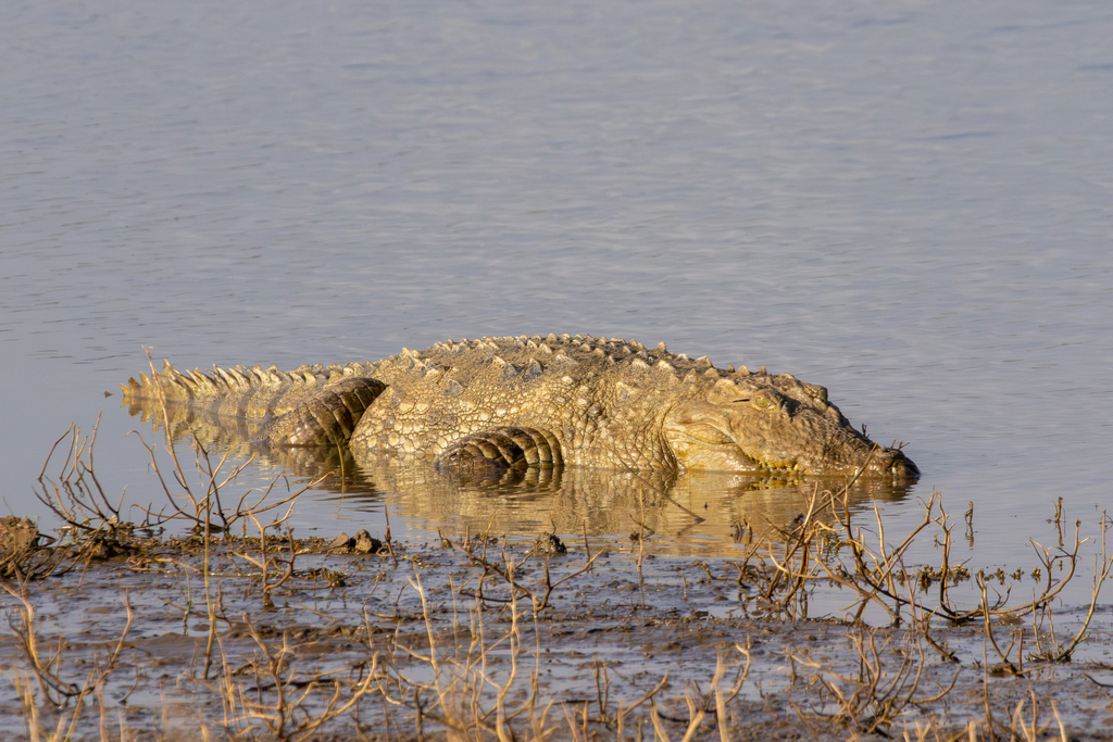 mugger-crocodile-in-january-2026-by-dhfischer-inaturalist