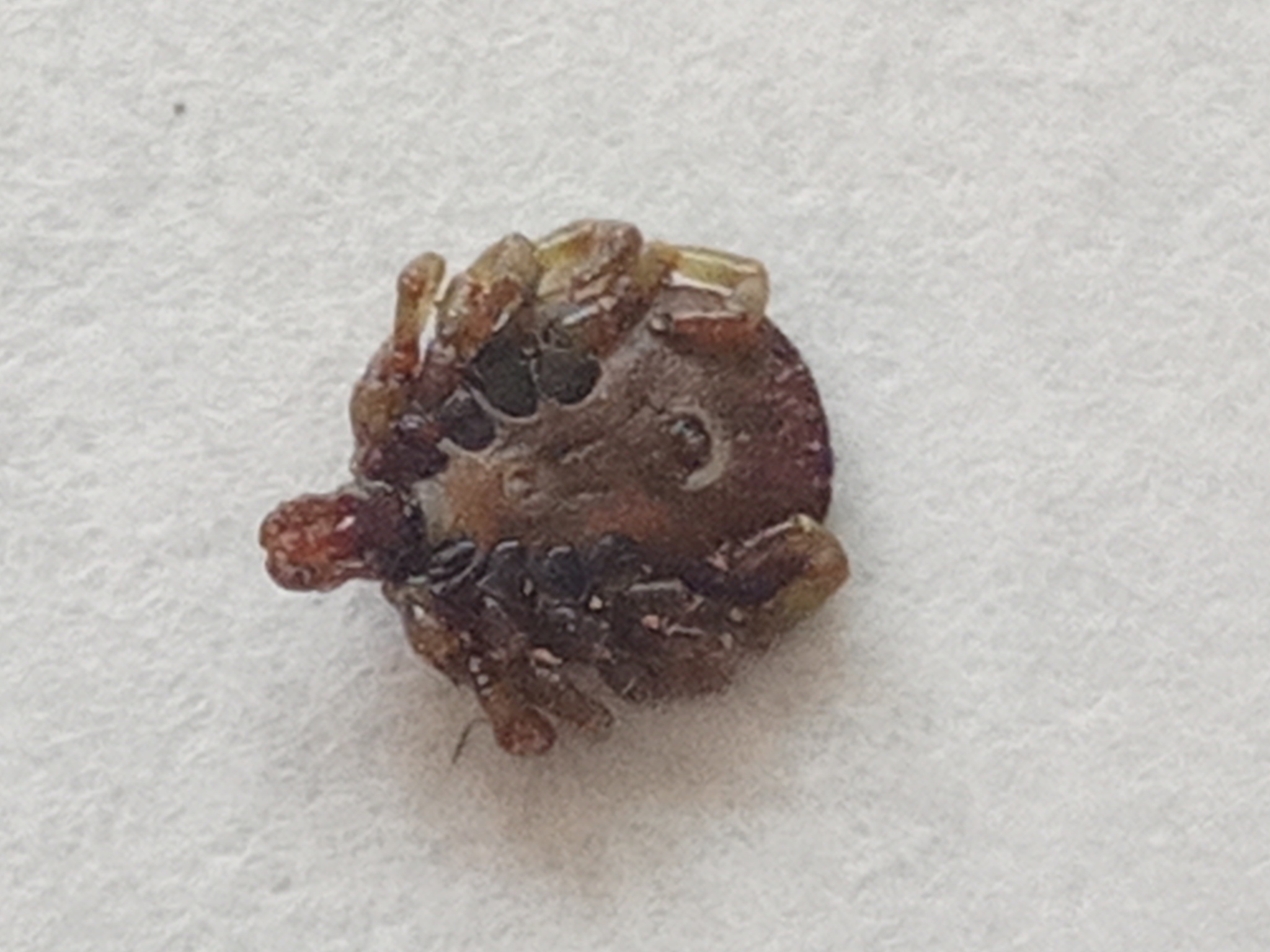 Amblyomma scalpturatum Neumann, 1906