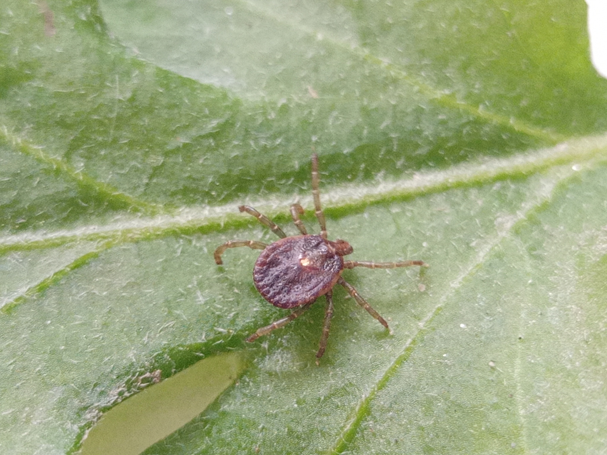 Amblyomma scalpturatum Neumann, 1906