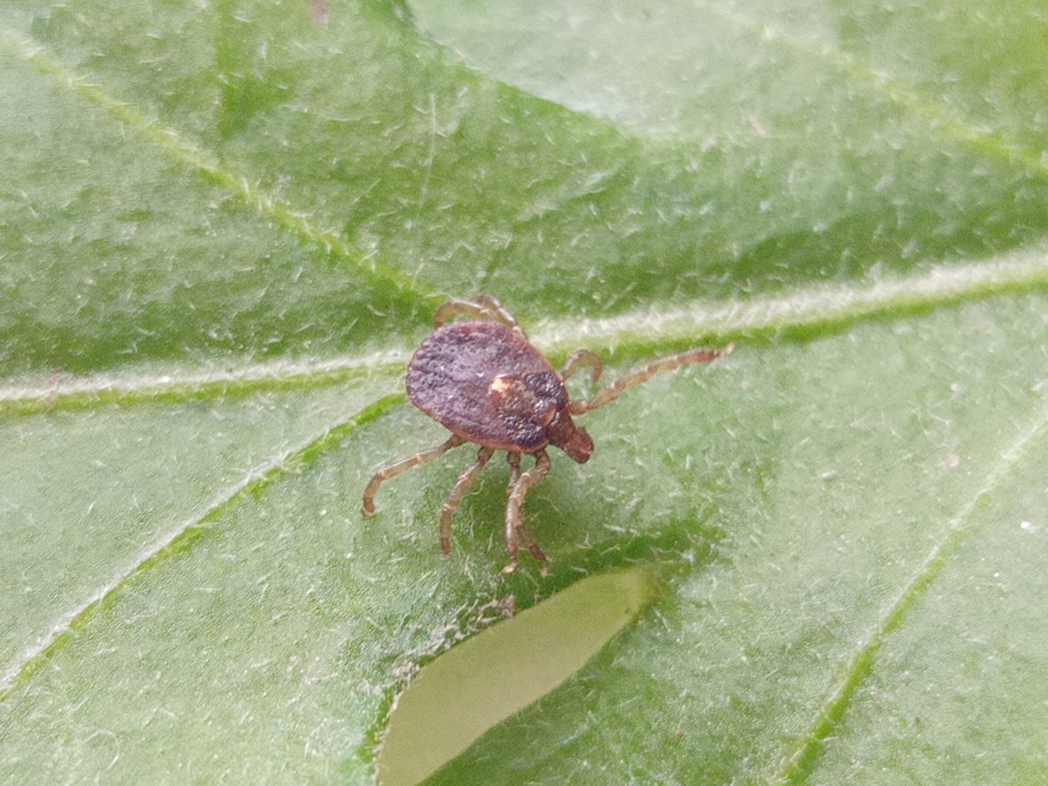Amblyomma scalpturatum Neumann, 1906
