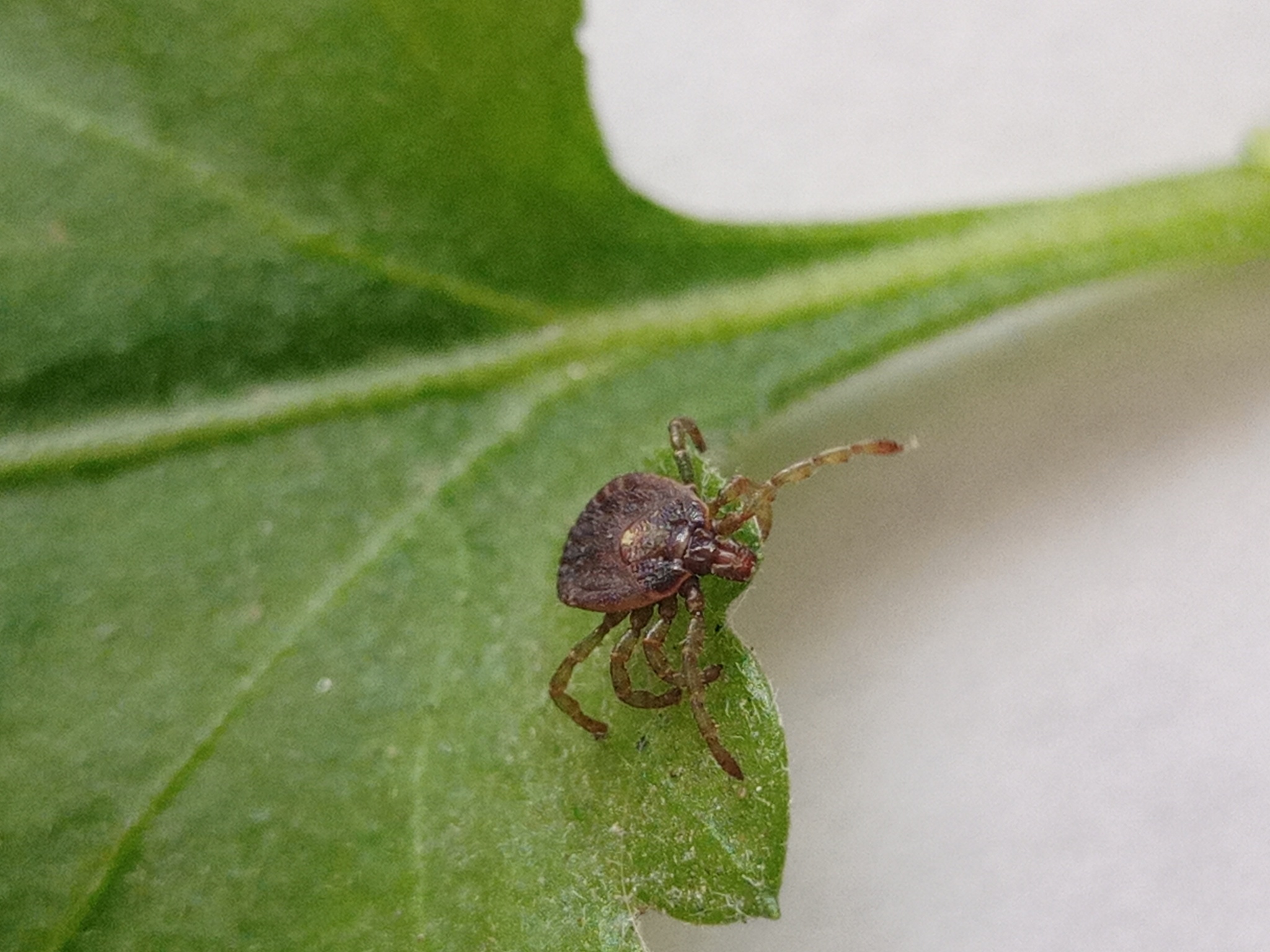 Amblyomma scalpturatum Neumann, 1906