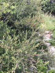 Diospyros austro-africana