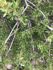 Diospyros austro-africana