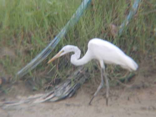 Ardea alba