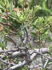 Diospyros austro-africana