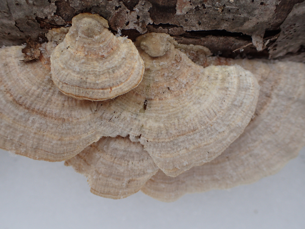 Trametes betulina · February 2026 · photo: © jweaver22 (iNaturalist, cc-by)