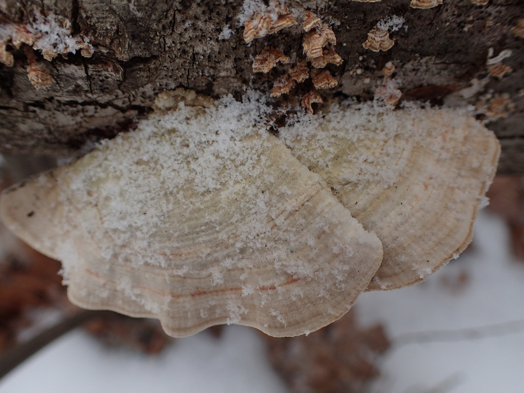 Trametes betulina · February 2026 · photo: © jweaver22 (iNaturalist, cc-by)