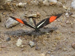 Heliconius melpomene