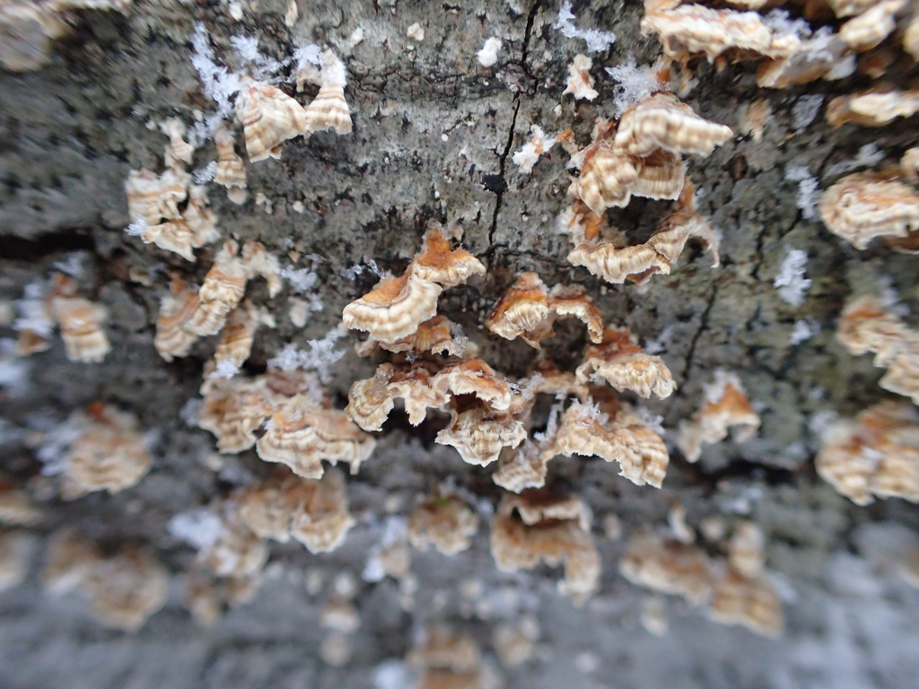 Stereum complicatum · February 2026 · photo: © jweaver22 (iNaturalist, cc-by)