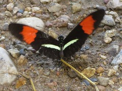 Heliconius melpomene