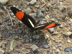 Heliconius melpomene