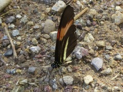 Heliconius melpomene