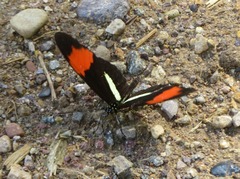 Heliconius melpomene
