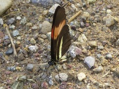 Heliconius melpomene