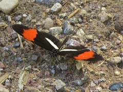 Heliconius melpomene
