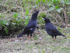 Acridotheres cristatellus formosanus