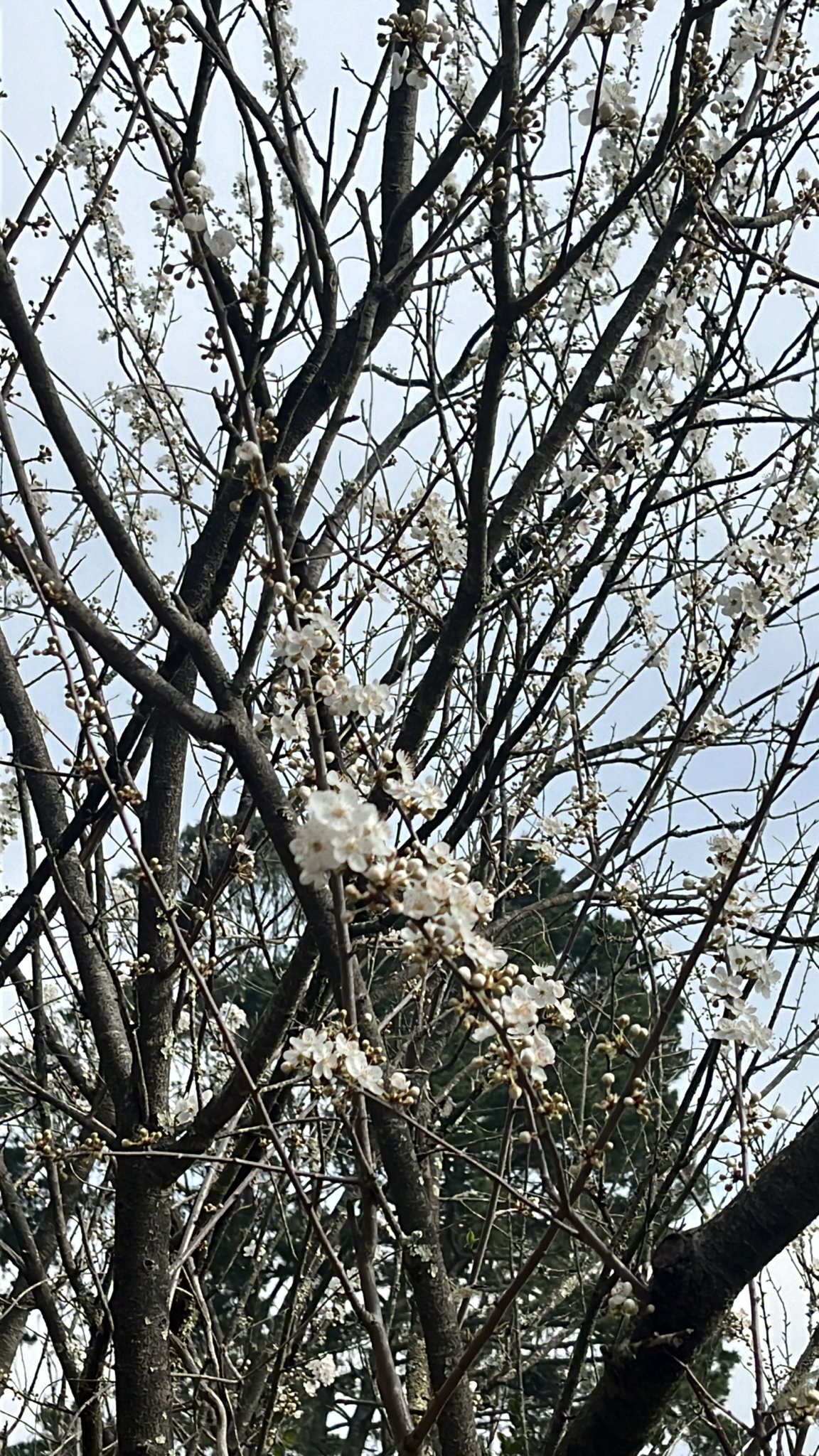 Imagem de Cerejeira-roxa