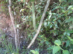 Praecereus euchlorus