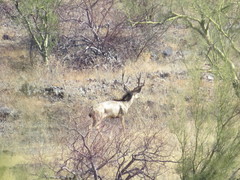 Odocoileus hemionus eremicus
