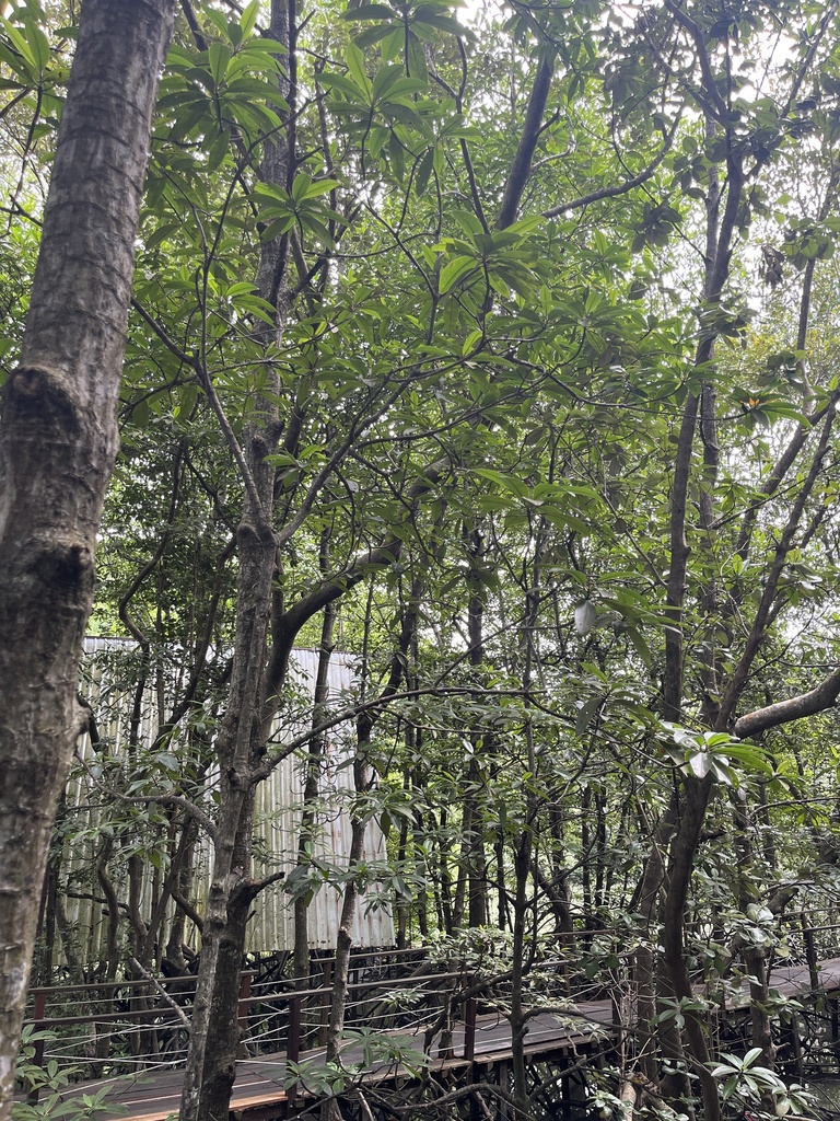 Mangrove (Rhizophora apiculata)