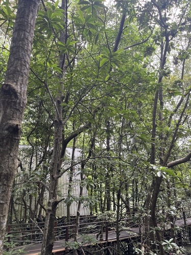 Rhizophora apiculata