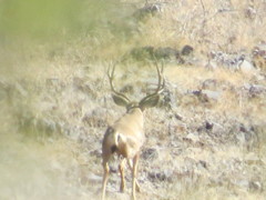 Odocoileus hemionus eremicus
