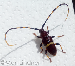 Trachyderes succinctus