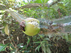 Praecereus euchlorus