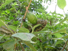 Praecereus euchlorus
