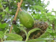 Praecereus euchlorus