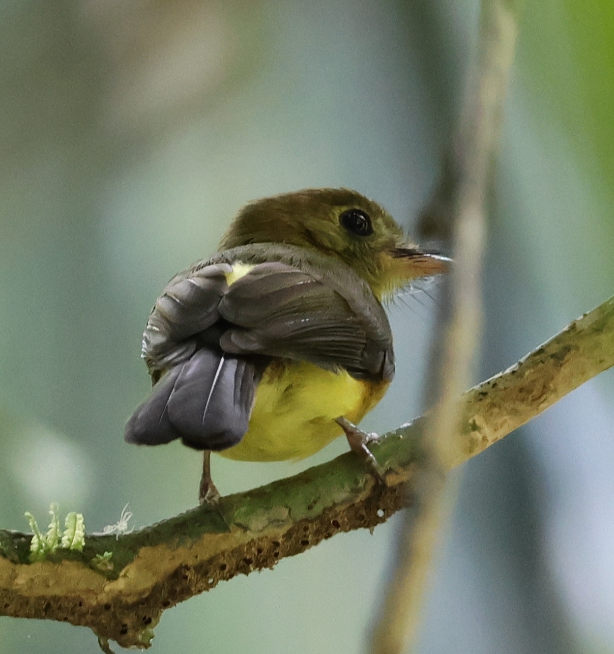 Whiskered Myiobius (Myiobius barbatus), photo 7