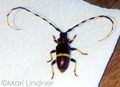 Trachyderes succinctus