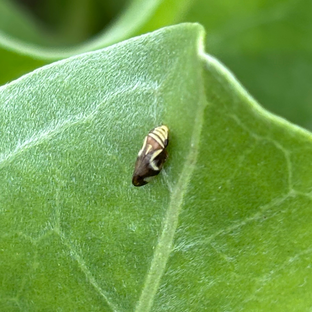 Lallemandana phalerata