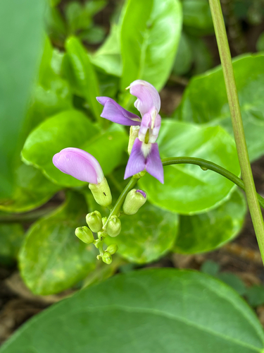 Canavalia cathartica, photograph 4