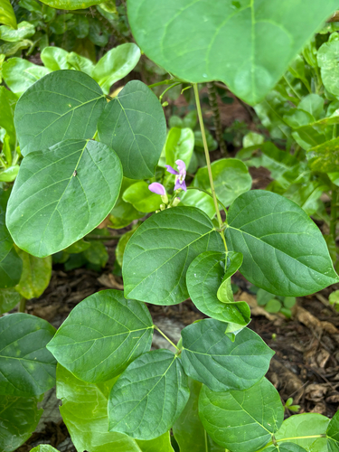 Canavalia cathartica, photograph 5