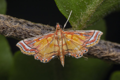 Ambia decoralis