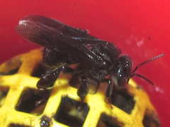 Trigona corvina